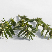 Cargar imagen en el visor de la galería, InnerDerm Rx (Refill)